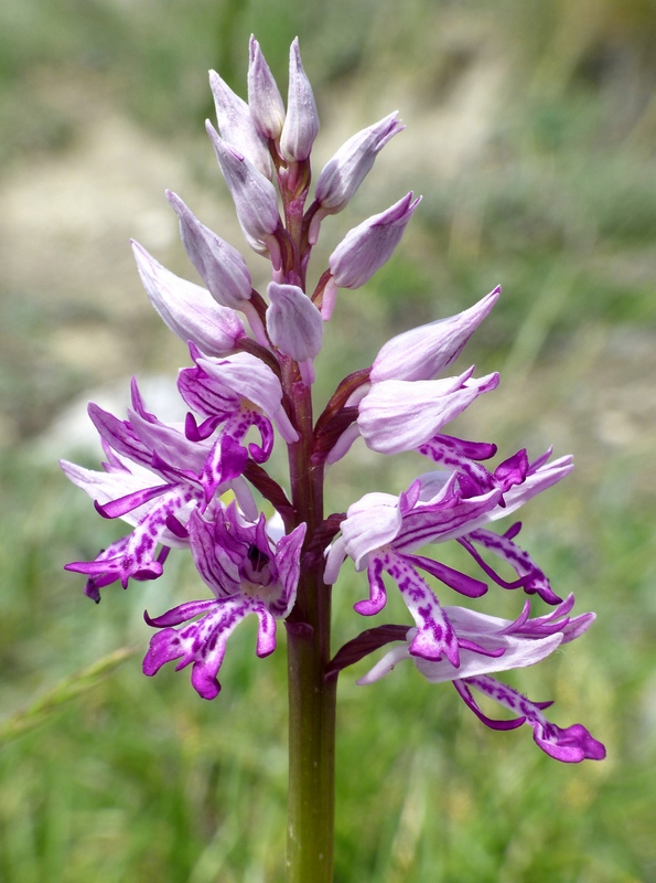 Orchis militaris, Orchis purpurea, Orchis x hybrida  Preappennino aquilano -  2022.